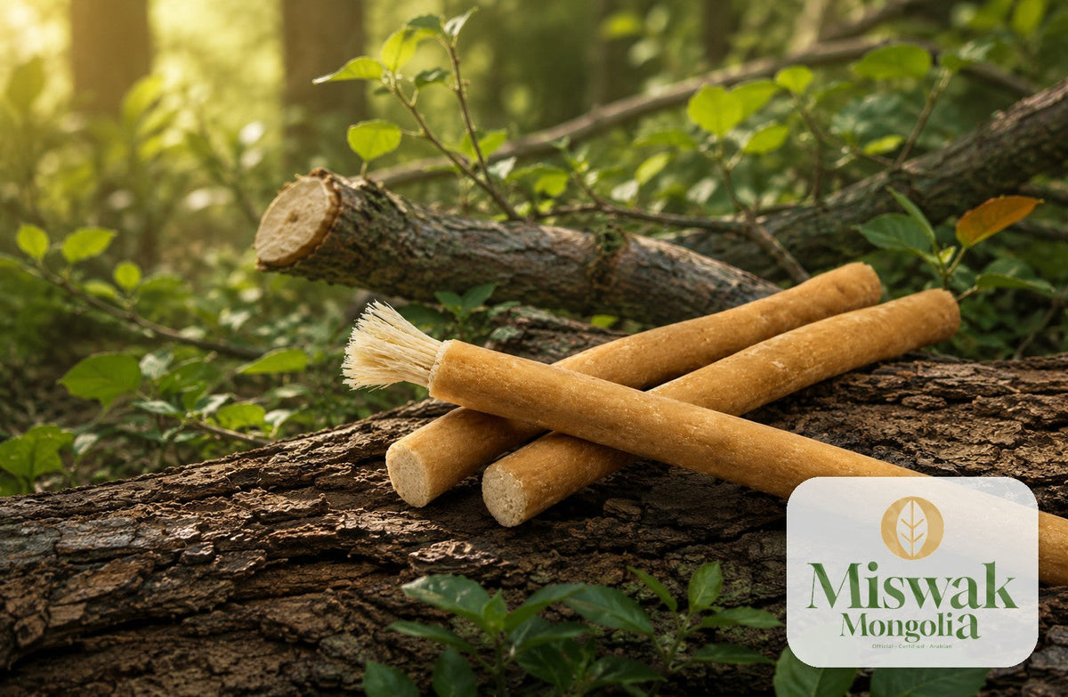 Мисвак мод — байгалийн орчны Salvadora persica мод | Miswak Mongolia