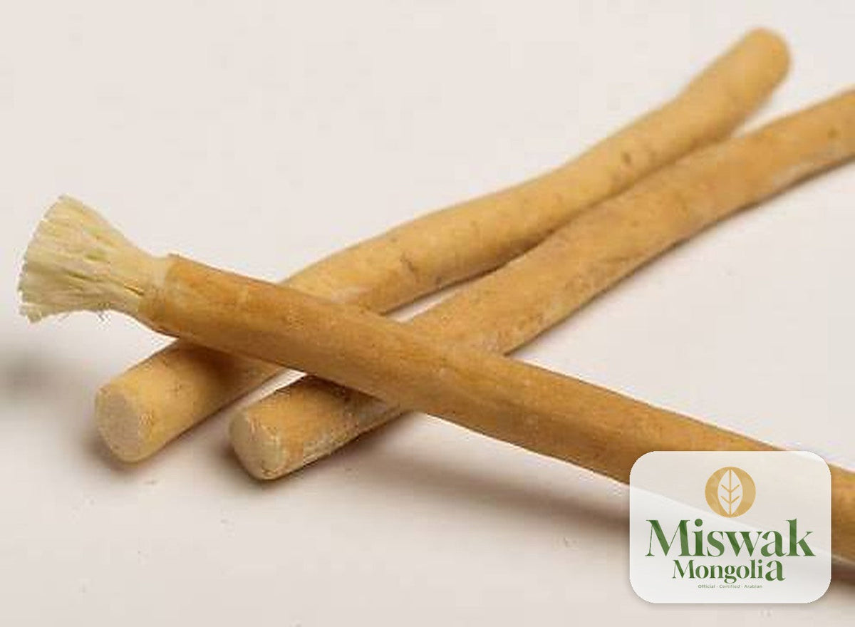 Мисвак модны сойзлон бэлтгэсэн үзүүр | Miswak Mongolia