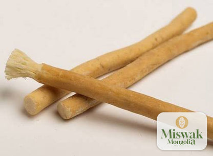 Мисвак модны сойзлон бэлтгэсэн үзүүр | Miswak Mongolia